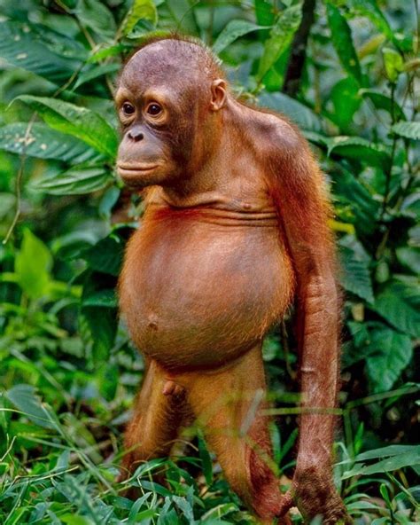 orangutan meme